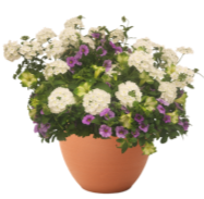 Danziger CAST 2025 Durabella Durabella Avocado Sushi