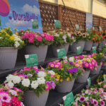 Danziger’s 2025 California Spring Trials display in Gilroy, California will show off Durabella combinations. (1)