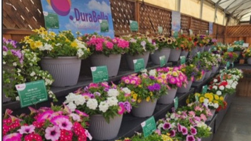 Danziger’s 2025 California Spring Trials display in Gilroy, California will show off Durabella combinations.