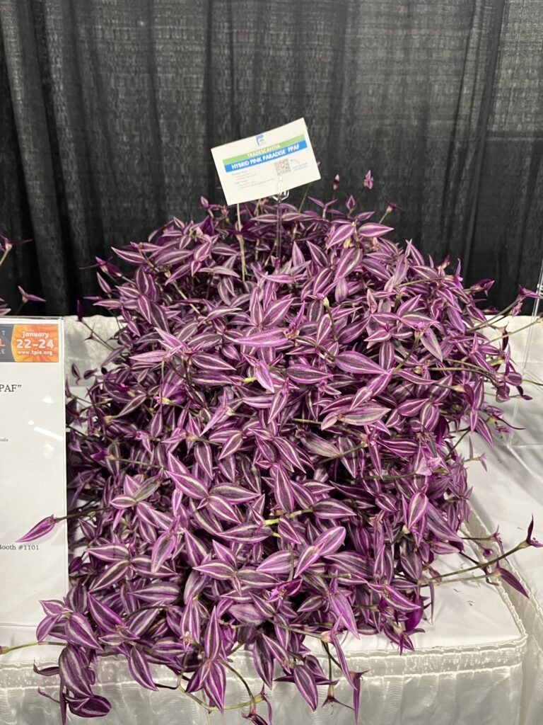 ForemostCo-Tradescantia Pink Paradise TPIE Cool Product Awards 2025