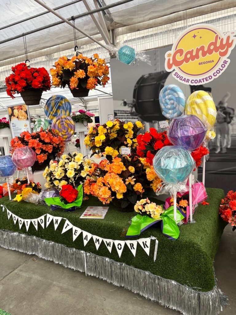 Syngenta’s new iCandy begonia series was showcased in an eye-catching candy-colored display.
