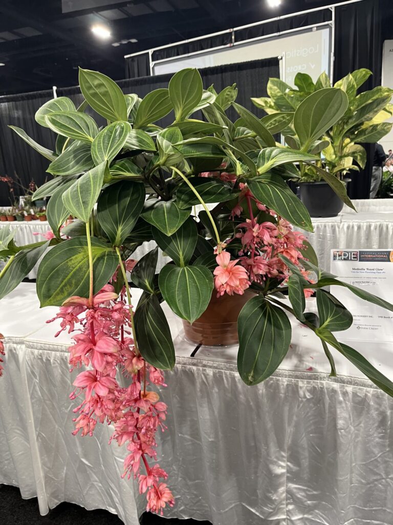 Living Colors-Medinilla magnifica flower TPIE Cool Product Awards 2025