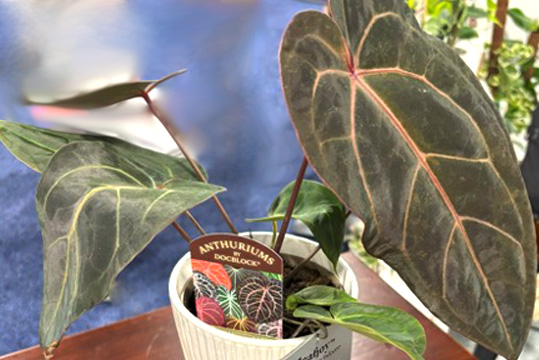 Plant Co.Dark and Handsome Anthurium TPIE Cool Product Awards 2025