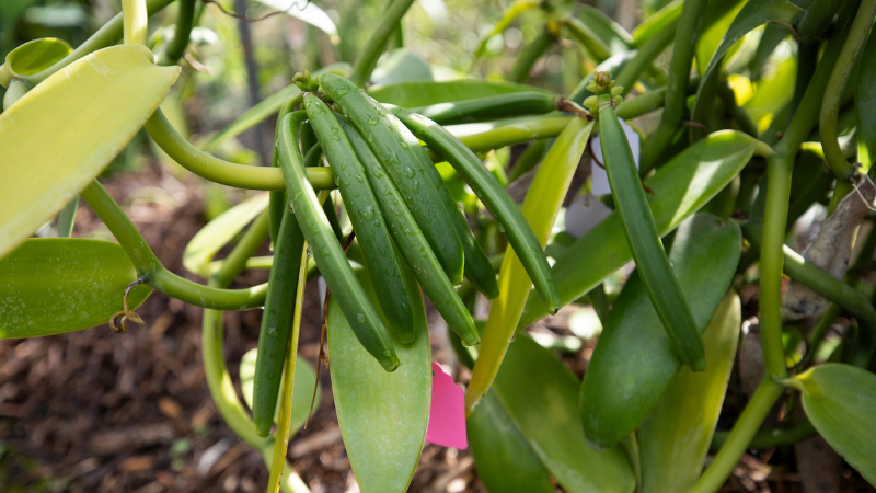 University of Florida Institute of Food and Agricultural Sciences (UF/IFAS) researchers are investigating the economic potential of growing vanilla in Florida