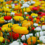 iBulb names ranunculus Summer Bulb of the Year