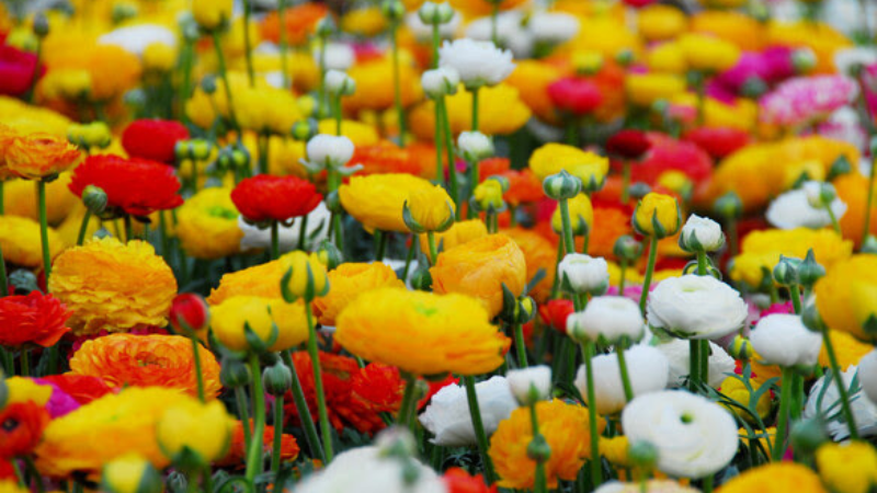 iBulb names ranunculus Summer Bulb of the Year