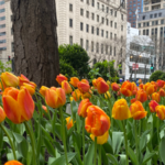De Vroomen Garden Products supplies bulbs for The Magnificent Mile Tulip Display