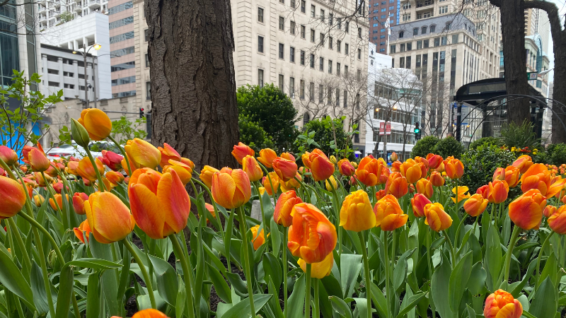 De Vroomen Garden Products supplies bulbs for The Magnificent Mile Tulip Display