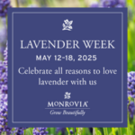 Monrovia creates garden retail opportunities with Lavender Week