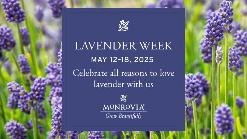 Monrovia creates garden retail opportunities with Lavender Week