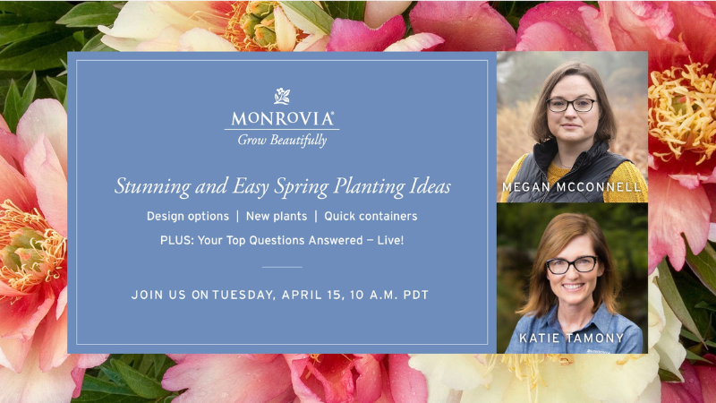 Monrovia schedules webinar on spring planting ideas