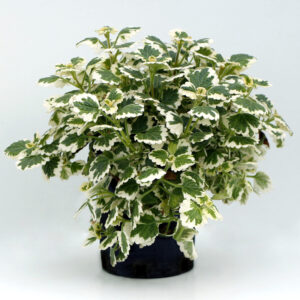 Terra Nova launches plectranthus NOVA collection