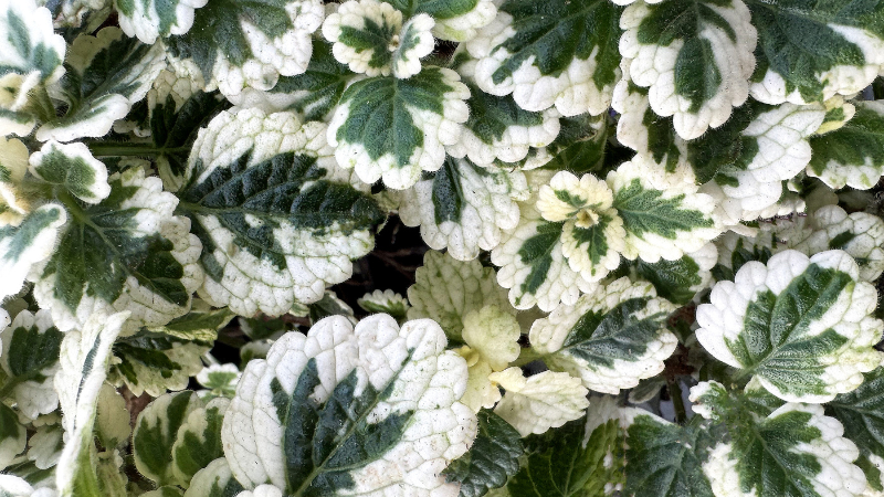 Terra Nova launches plectranthus NOVA collection