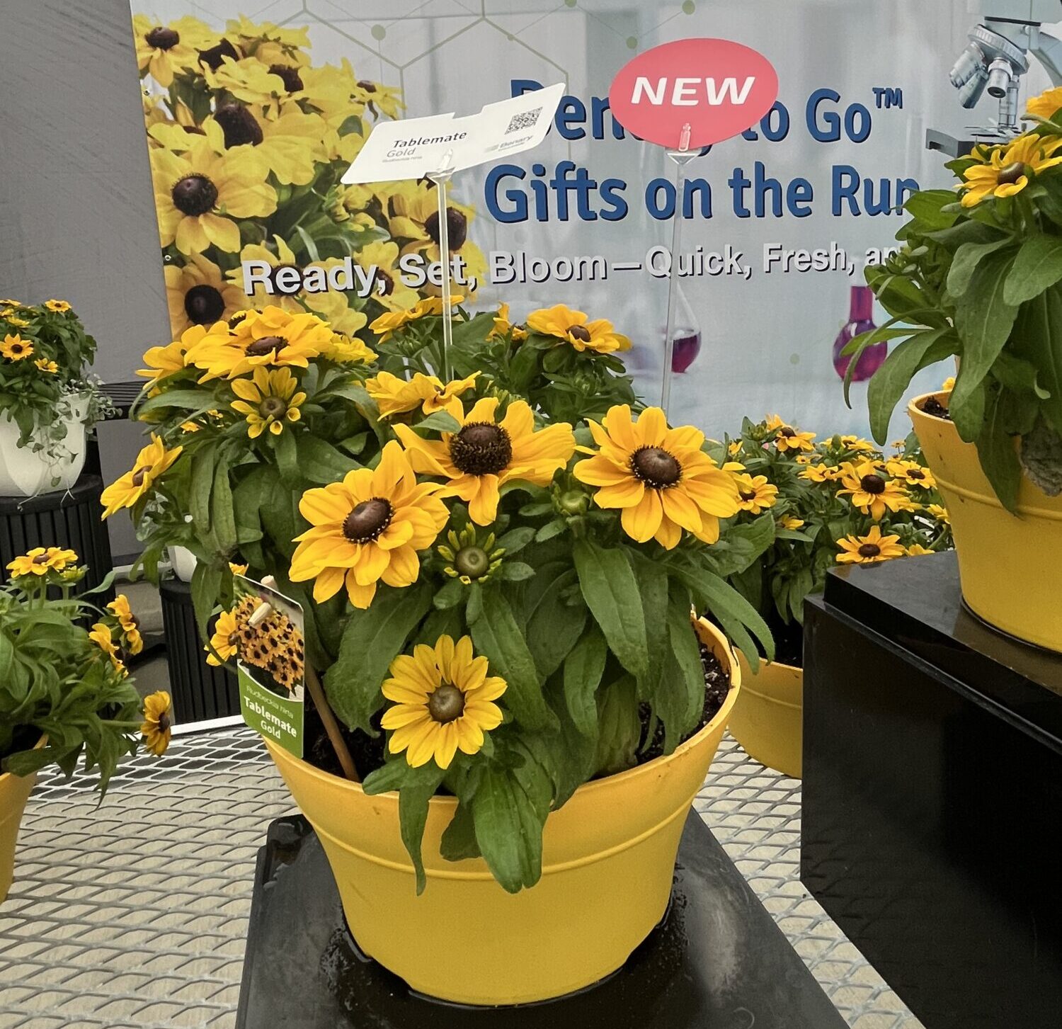 Benary Rudbeckia ‘Tablemate Gold’