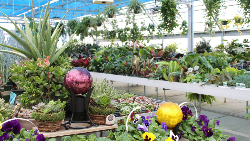 Bremec Garden Center boasts a vast indoor plant area, complete with succulents, tropicals and other houseplants and accessories.