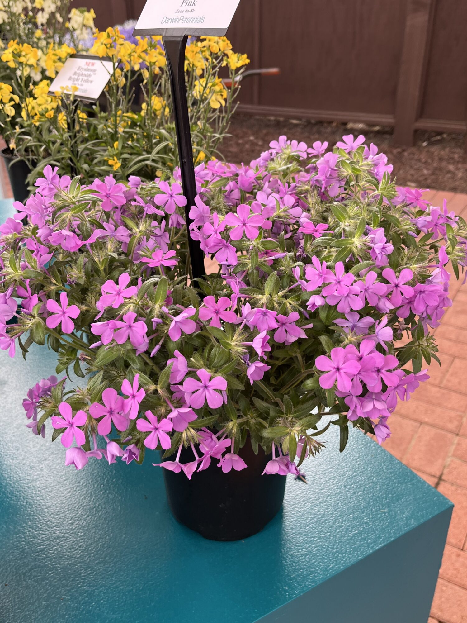 Darwin Perennials Phlox ‘Candy Cloud Pink