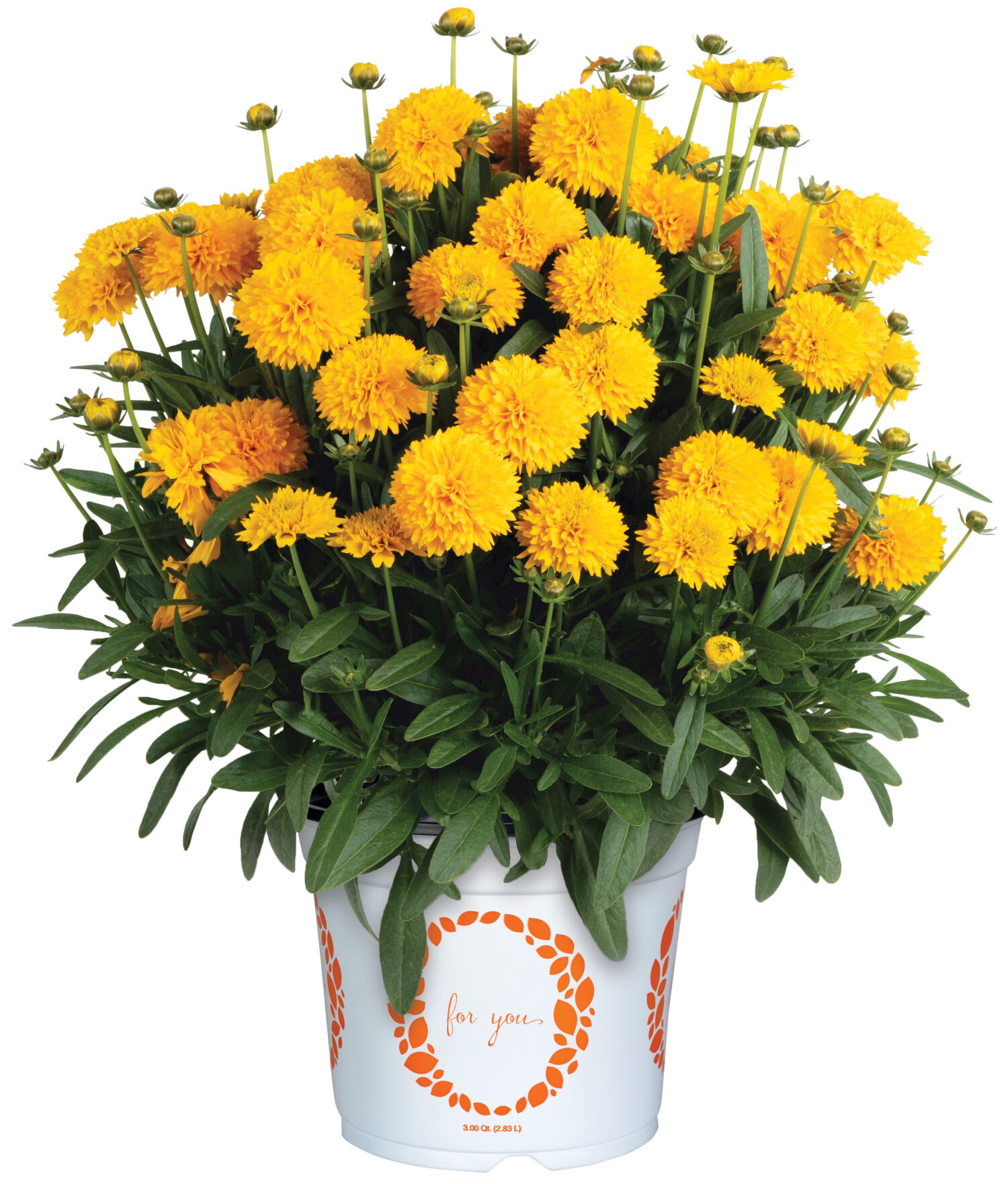 Dummen Orange Coreopsis ‘Compact MoonSwirl’