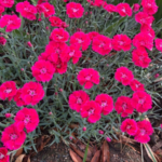 GardenChoice, Raker-Roberta's partner for URC dianthus production
