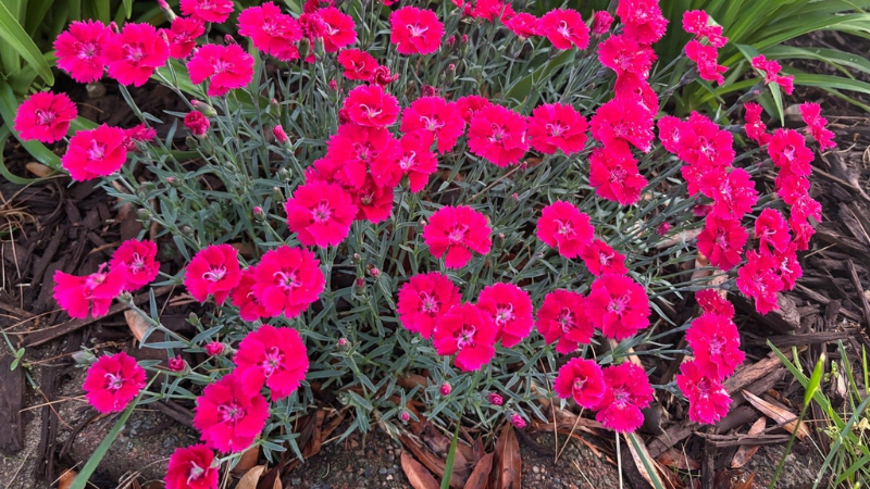 GardenChoice, Raker-Roberta's partner for URC dianthus production