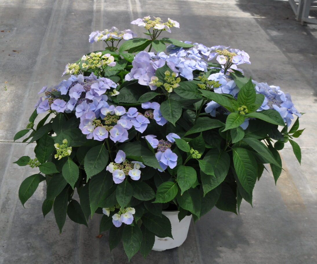 Green Fuse Botanicals Hydrangea ‘Game Changer’