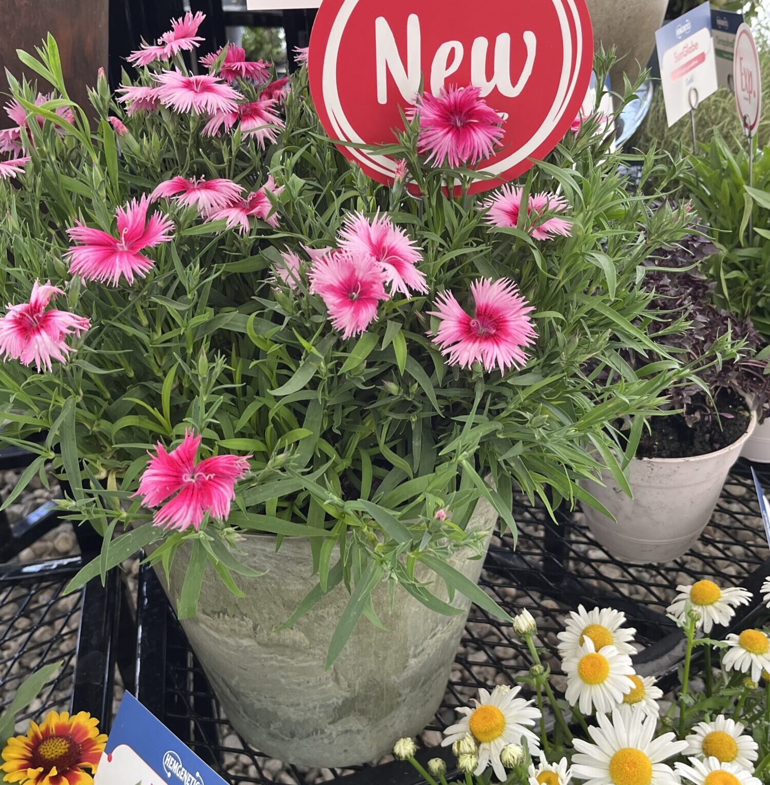 Hem Generics Dianthus Supra Series