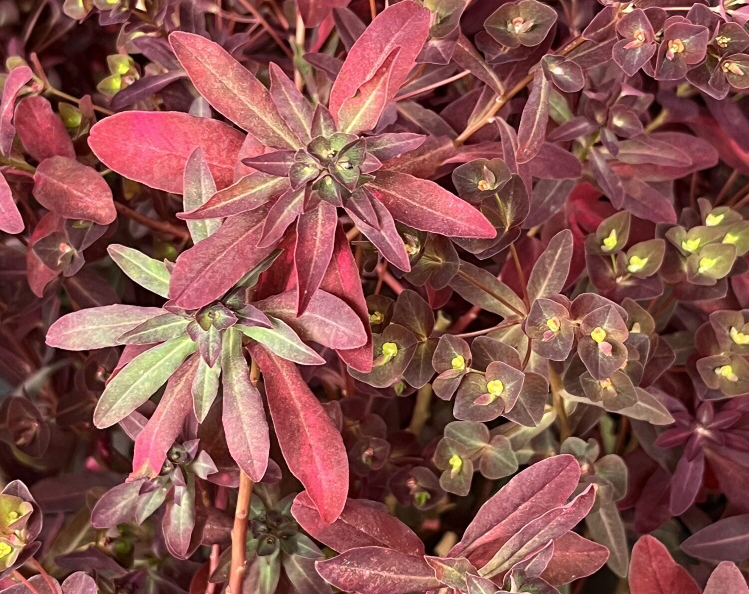 Pacific Plug and Liner Euphorbia ‘Miner’s Berry Bordeaux’