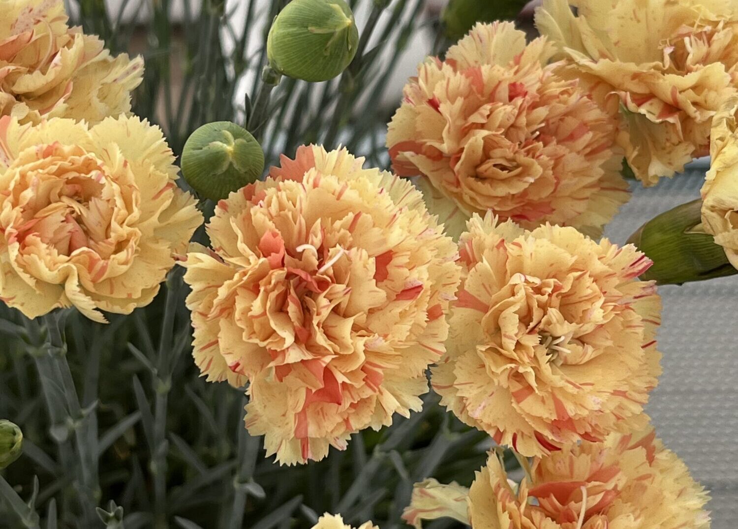Plant Haven Dianthus ‘Scent First Lemon Sparkler’