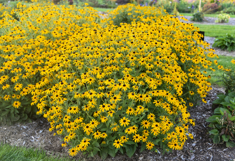 Proven Winners announces 70 new varieties for 2026-Rudbeckia-Treasure-Trove_APJ22-10-Proven-Winners