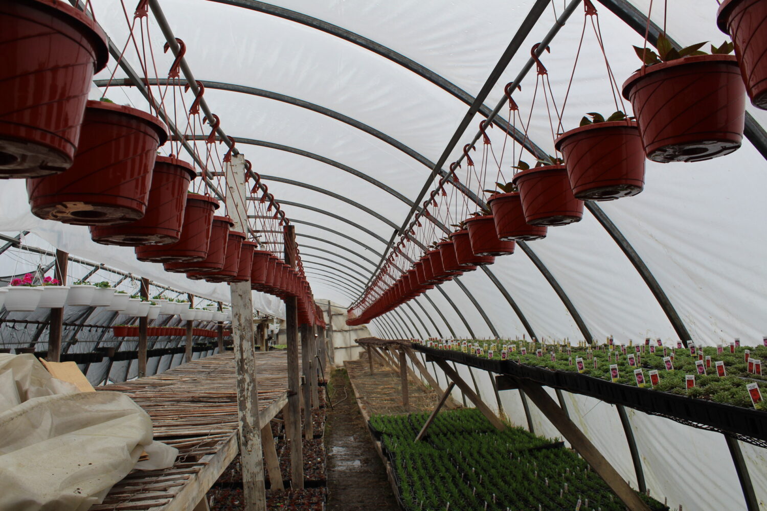 Rock's Farm & Garden has been in business for 49 years and hosts community events throughout the years, from fresh flower stands to fall festivals to meet and greets with Santa and Mrs. Claus. Pictured is one of its original greenhouses.