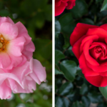 Star Roses and Plants receives sustainability awards