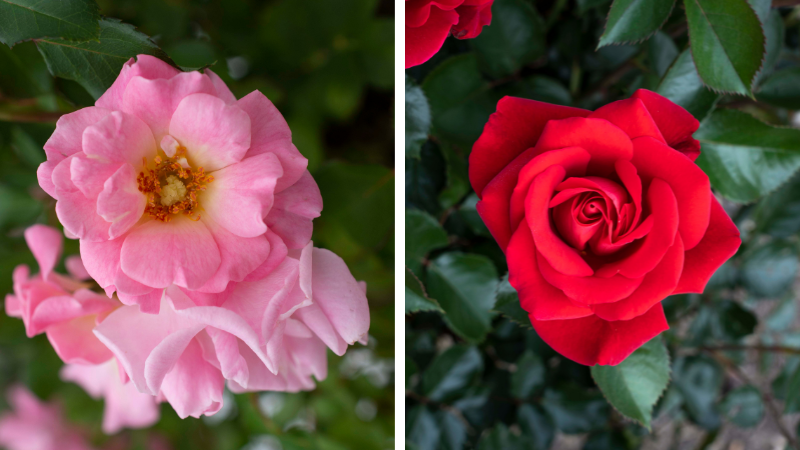 Star Roses and Plants receives sustainability awards