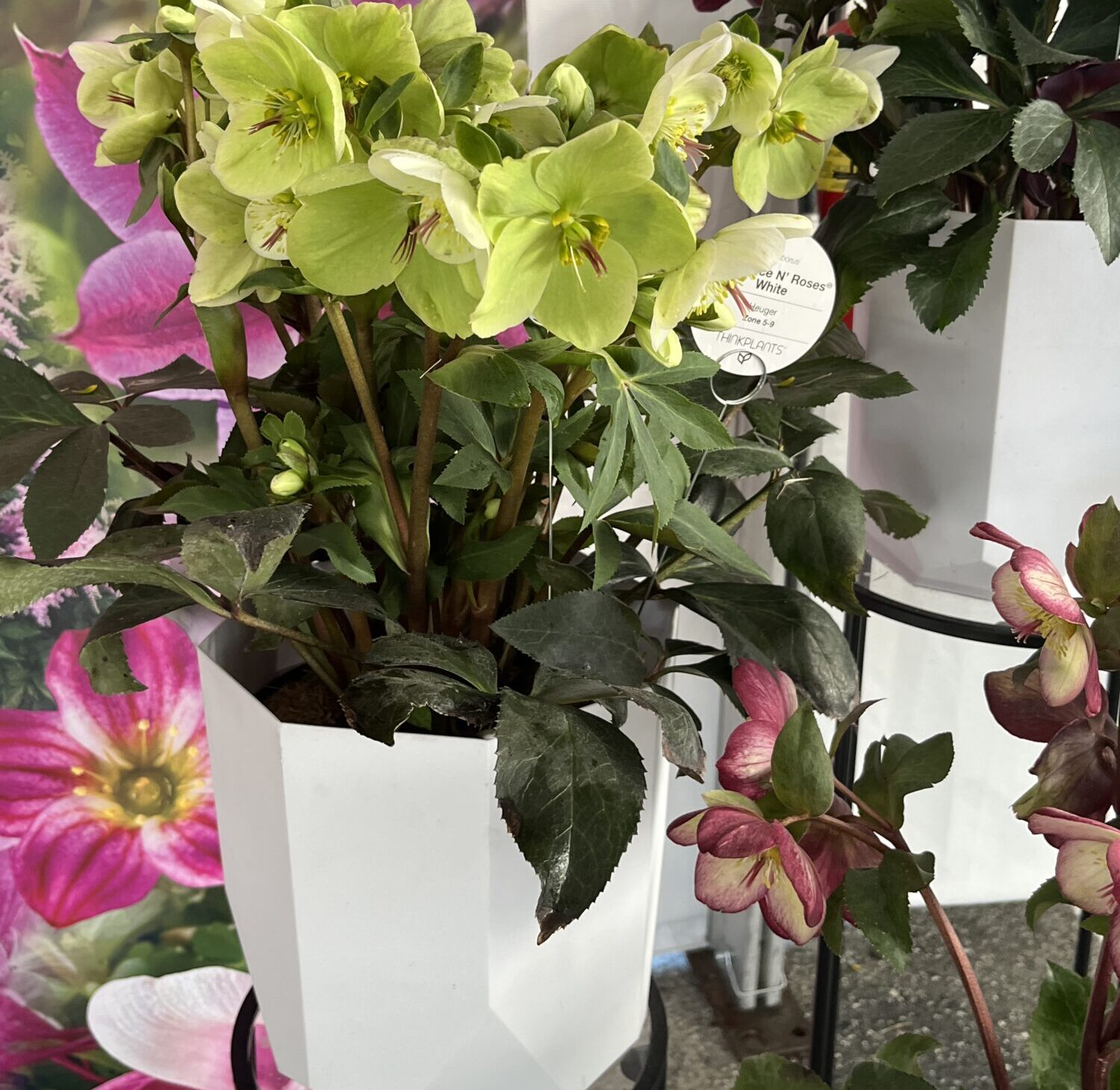 ThinkPlants Helleborus ‘HGC Ice N’ Roses White’