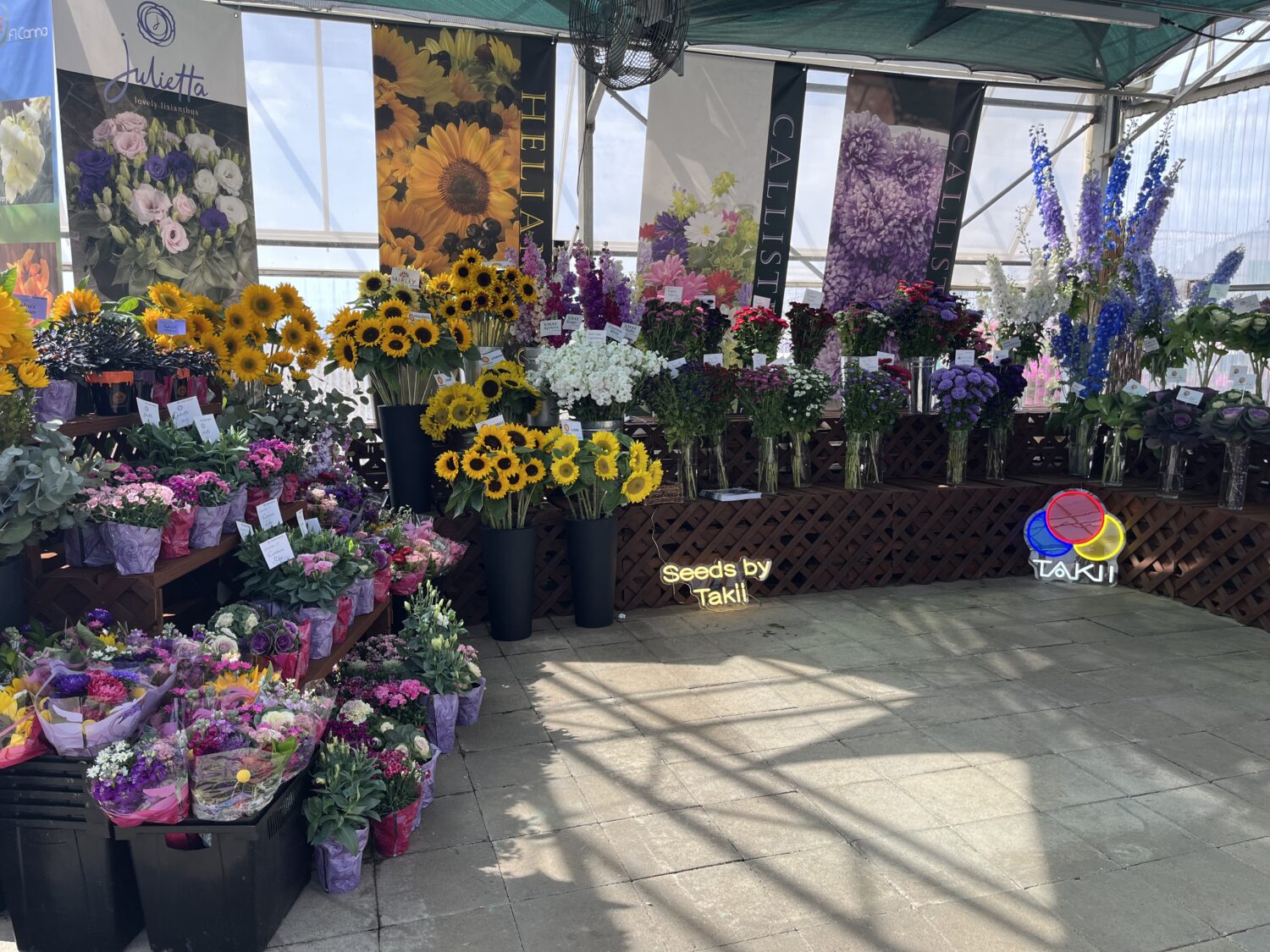 American Takii said flowering kale is rising in popularity as awareness increases.
