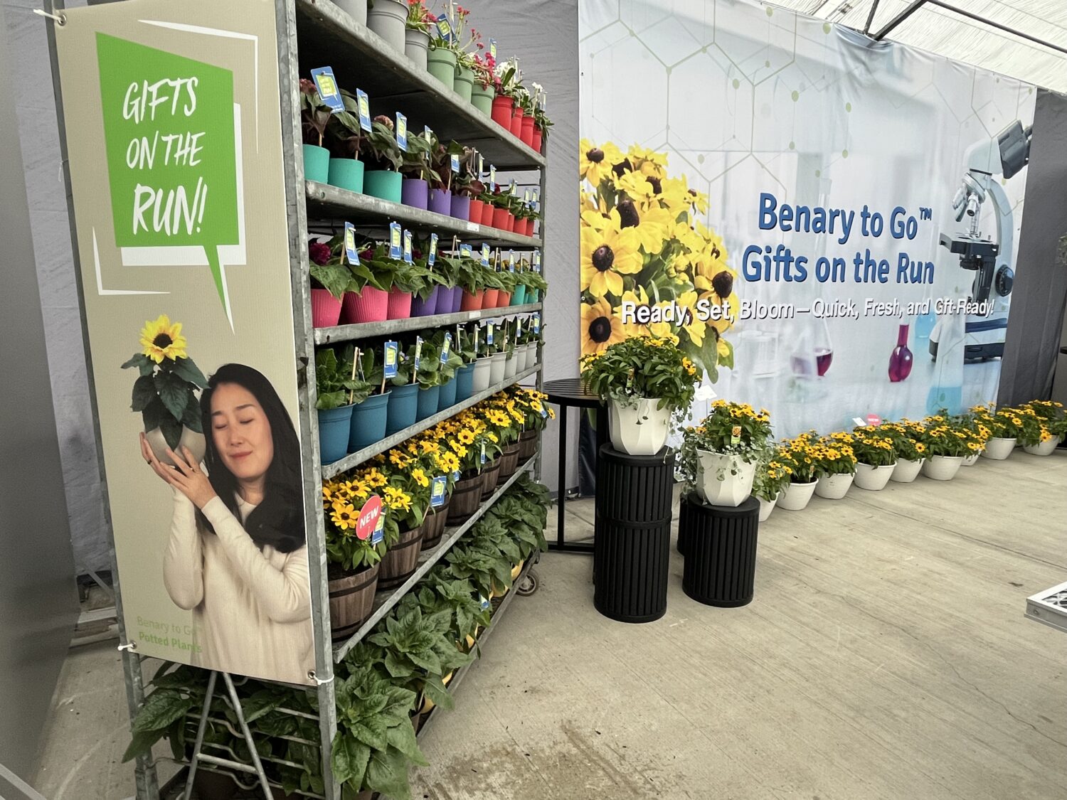 The Benary to Go Gifts on the Run program added the new rudbeckia Tablemate — perfect for small spaces and patio tables.