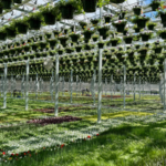 Estabrook’s, a family-owned garden center in Maine, has completed installation of its new production greenhouse in Pownal