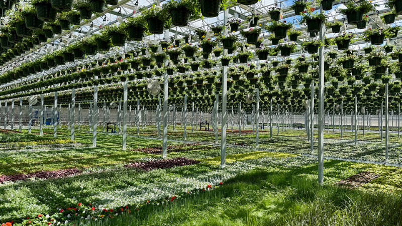 Estabrook’s, a family-owned garden center in Maine, has completed installation of its new production greenhouse in Pownal