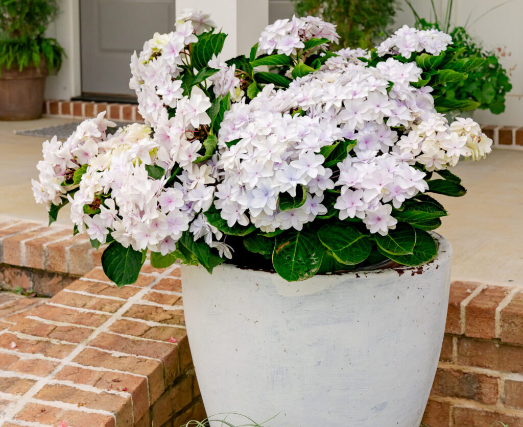 BLAST FROM THE PASTEL HYDRANGEA IMAGES: Credit Southern Living® Plant Collection and Sunset® Plant Collection