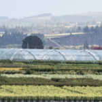 Monrovia Dayton Oregon nursery - photo credit Monrovia.com by Doreen Wynja_1073.jpg