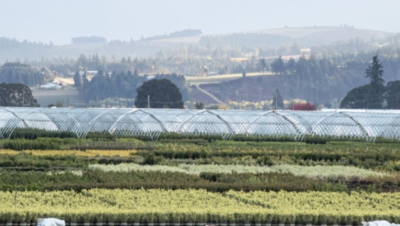 Monrovia Dayton Oregon nursery - photo credit Monrovia.com by Doreen Wynja_1073.jpg