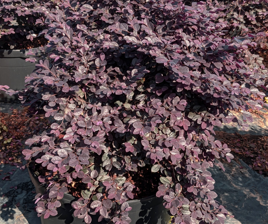 PURPLE CHARM LOROPETALUM IMAGE: Credit Southern Living® Plant Collection and Sunset® Plant Collection