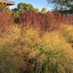 Big bluestem ‘Blackhawks’ named 2026 Perennial Plant of the Year