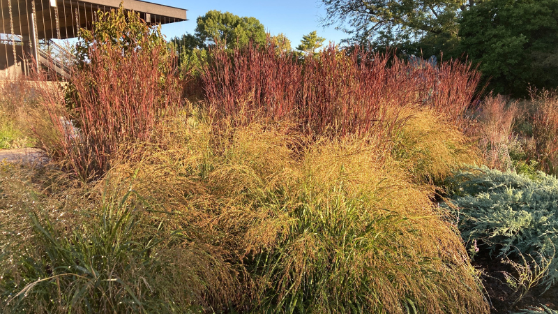 Big bluestem ‘Blackhawks’ named 2026 Perennial Plant of the Year