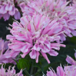 Emerald Coast Growers Monarda 'Sugar Buzz Pink Frosting'