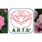 Proven Winners ColorChoice rose cultivars receive Local Artist awards