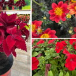 Blooms in red, yellow and blue stole the show at this year’s California Spring Trials. Here are some of our team’s favorites to keep your store on-trend into 2026.