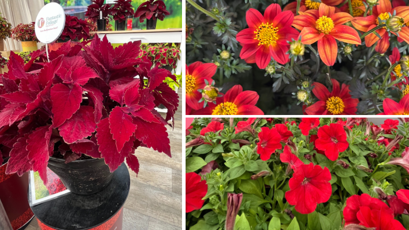 Blooms in red, yellow and blue stole the show at this year’s California Spring Trials. Here are some of our team’s favorites to keep your store on-trend into 2026.