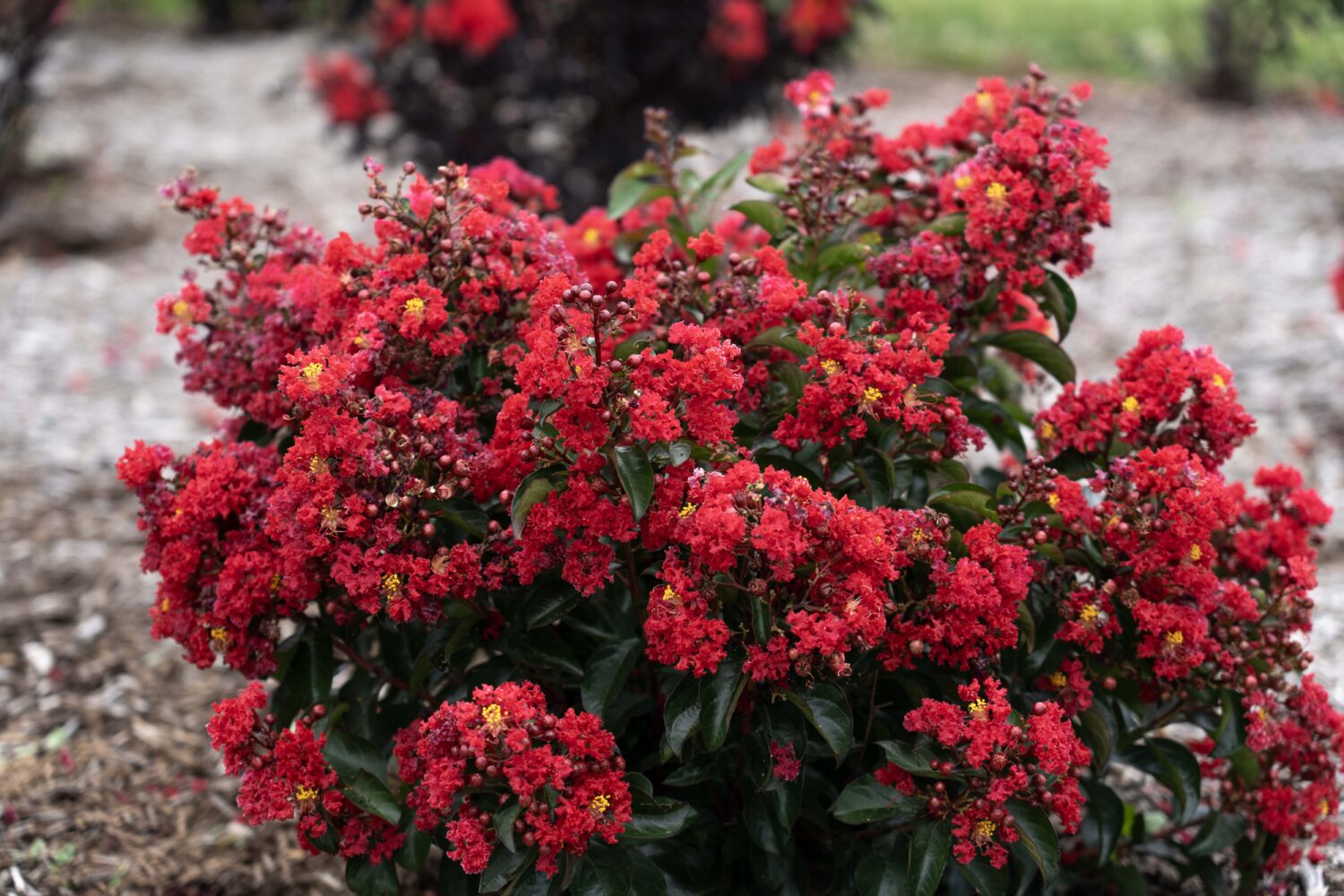 Star Roses and Plants to showcase new varieties at Cultivate