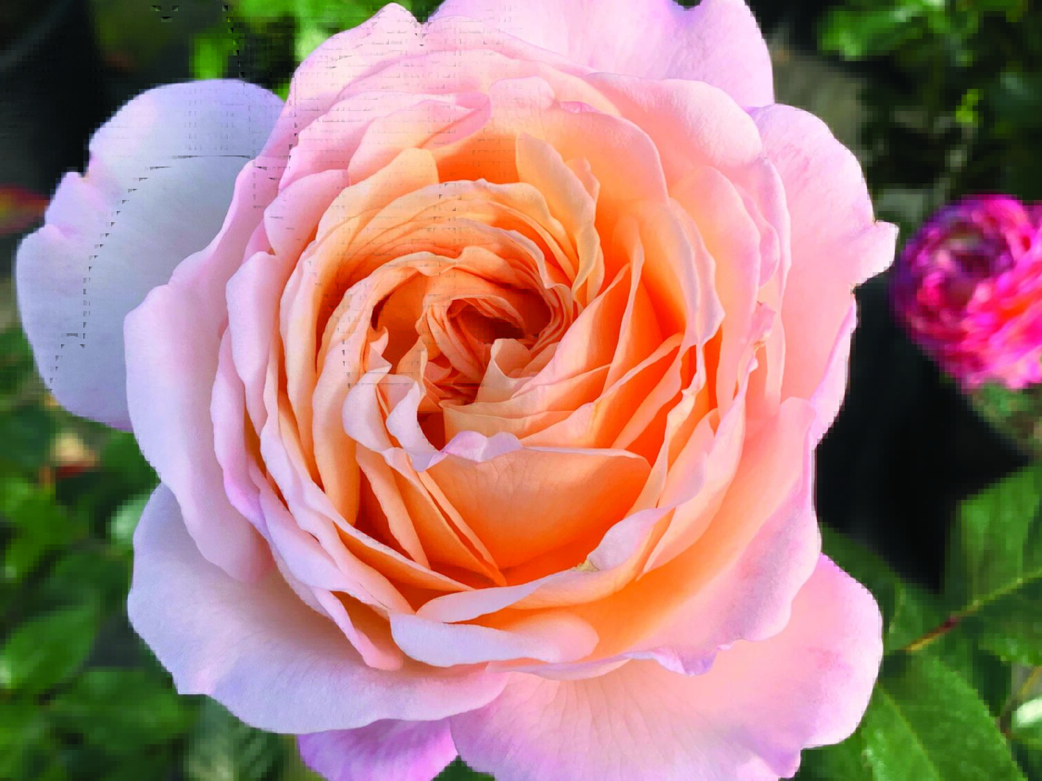 ROSE STAR ローズスター Fame!™ - Star® Roses and Plants