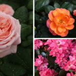 Star Roses and Plants will present its new 2026 plant varieties at Cultivate’25, which takes place July 12-15 in Columbus, Ohio.