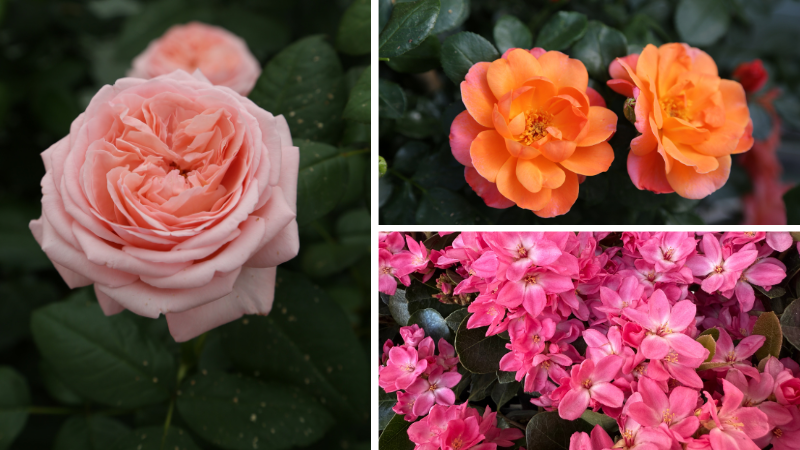 Xroos Stars 花芽すみれ LRP Star Cute Rose Plant | 天荷繁星 – Rose_Explosion